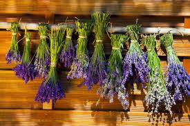 Check spelling or type a new query. Uses For Dried Lavender Thriftyfun