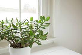 Best Indoor Plants As Per Vastu