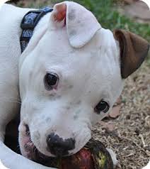 The gotti pitbulls puppies are very intimidating based strictly on their appearance. Kingman Az American Pit Bull Terrier Meet Paddy A Pet For Adoption