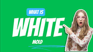 White Mold Types Causes Prevention
