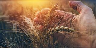 Les bienfaits du blé : Bles Anciens Et Bles Modernes Quelles Differences Pour Le Gluten