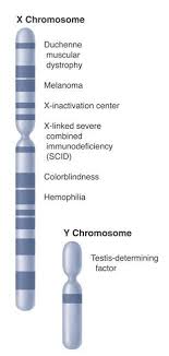 (courtesy of the lacks family) Sex Determination Human Somatic Cells Have 46 Chromosomes Or 23 Pairs Human Sex Cells Have 23 Chromosomes Pdf Free Download