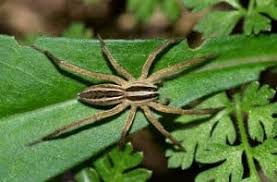 Spider Identification Tennessee Tn U S Pest Protection