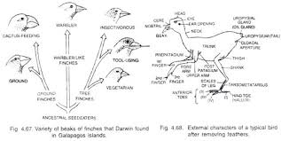 Class Aves Characters And Classification Animal Kingdom