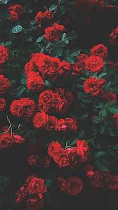 Romantic Roses Iphone X Hd Wallpapers
