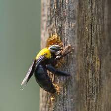 How To Get Rid Of Carpenter Bees The