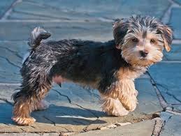 morkie dog puppy breed and adoption
