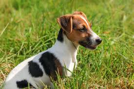 Cani da giardino di piccola taglia. Jack Russel Terrier Piccolo Cane Gioioso Ed Energico