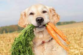 Are Carrots Good For Dogs gambar png