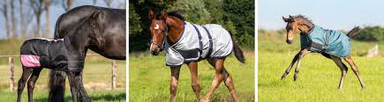 foal rugs exclusive brands fast