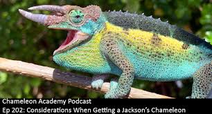 chameleon academy