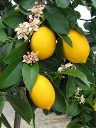 Citrus In Pots How To Grow And