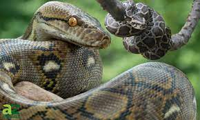 the 10 largest pythons in the world a