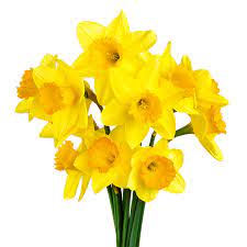 How to Preserve Daffodils After Cutting Them