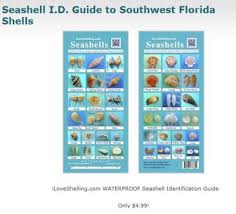 Seashell Identification Charts For Florida Shellers