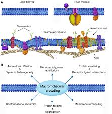 complexity of biological membranes a