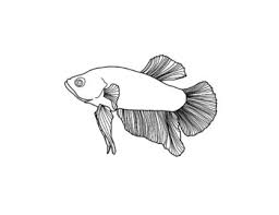 Betta fish coloring pages are a fun way for kids of all ages to develop creativity, focus, motor skills and color recognition. Betta Fish Worksheets Teaching Resources Teachers Pay Teachers