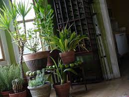 decorating with houseplants green