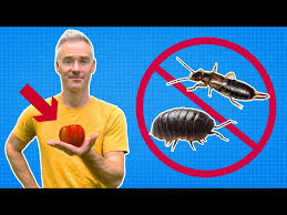 Kill Pill Bugs Earwigs Millipedes