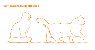 Ragdoll Cat Dimensions Drawings Dimensions Guide