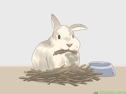 How To Know If Your Rabbit Is Pregnant 10 Steps With Pictures