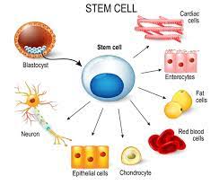 Stem Cells Used To Treat Alzheimer S gambar png