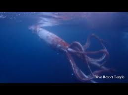rare fooe of live giant squid