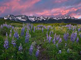 Yellow tipped stamens project from each flower, giving the clusters a fringed plants of rocky mountain national park: Purple Wildflowers Growing With The San Juan Mountains In The Background Purple Spring Sunset Rocky Mountains Colorado Rocky Mountains Hd Landscape