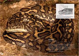 snakes of south east queensland
