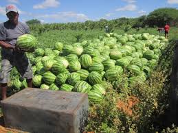 Watermelon Cultivation Business