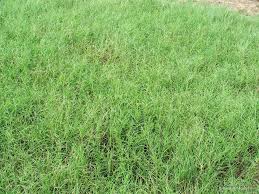 Menjual, menanam, merawat dan memelihara rumput arena lapangan sepakbola kami menjual rumput jenis zoysia matrella (linn) merr ( rumput manila ), bermuda grass ( rumput grinting. Cynodon Dactylon Tropical Forages