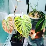 Image Result For Philodendron Verrucosum 2 Leaves