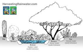 rain garden lists for tucson arizona