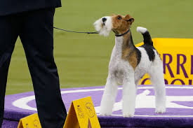Verb, a border collie, licks his handler, perry dewitt, while posing for photographers after winning the agility. Westminster Dog Show Best In Show And Highlights The Washington Post
