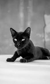 Black Cat Wallpaper 44424 Baltana