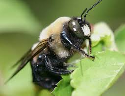 Only female bumble bees have stingers and pointed abdomens, while the male bumble bees have rounded abdomens and no stingers. Do Carpenter Bees Sting Are Wood Bees Aggressive Best Bee Brothers