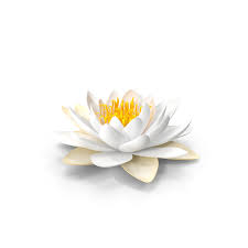 blooming european white water lily 3d