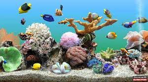 marine aquarium screensaver best fish