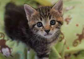 Four maine coon kittens available available now stunning orange eyes. The Kitten Nursery Kitten Rescue