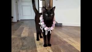 Последние твиты от black cat modeling (@blackcatmodel). Black Cat Wearing Fabulous Outfits Walks Gracefully Through The Room Like A Fashion Model On A Catwalk
