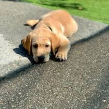 Find a dog find a cat find other pets. 8 Best Labrador Breeders In Southern California 2021 We Love Doodles