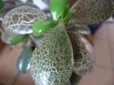 If your jade plant is dropping old leaves, this is. Brown Scale On Jade See Photos Ubc Botanical Garden Forums