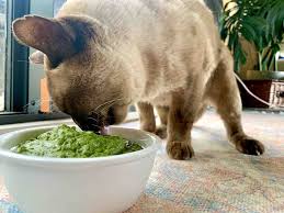 vet approved homemade cat food recipes