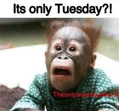 Tuesday is a day of the week where the routine is in full swing; 160 Tuesday Quotes And Memes Ideas Tuesday Quotes Tuesday Happy Tuesday Quotes
