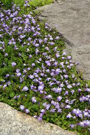 Check out our huge selection of the best groundcovers for shade or sun. 16 Fast Growing Ground Cover Plants To Transform Your Yard