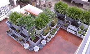 Terrace Gardening Service Bangalore