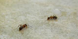 rover ant control how to get rid of