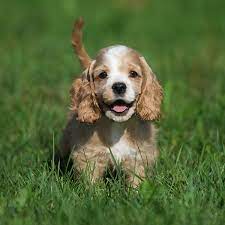 Make sure there is mothering that the the cost to purchase an american cocker spaniel puppy from a breeder can vary, but you should expect to spend at least $800 and possibly as much. Cocker Spaniel Puppies For Sale Breeders In Texas