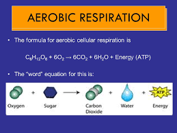 This equation is often broken into two parts, the reactants and the products. Pages Cellular Respiration Ppt Video Online Download