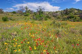 texas hill country spring wildflowers 1